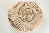 Jurassic Ammonite (Perisphinctes) Fossil - Madagascar #203949-1